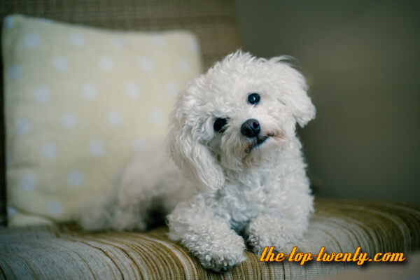 Maltese popular dog